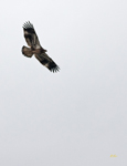Bald Eagle 6188